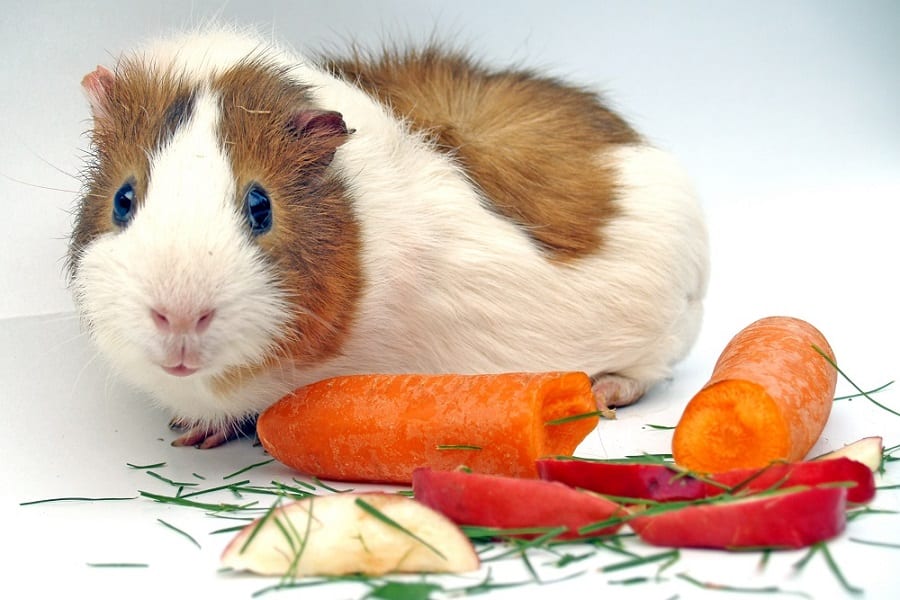 Best Exotic Pet Food to Feed Your Strange Pal
