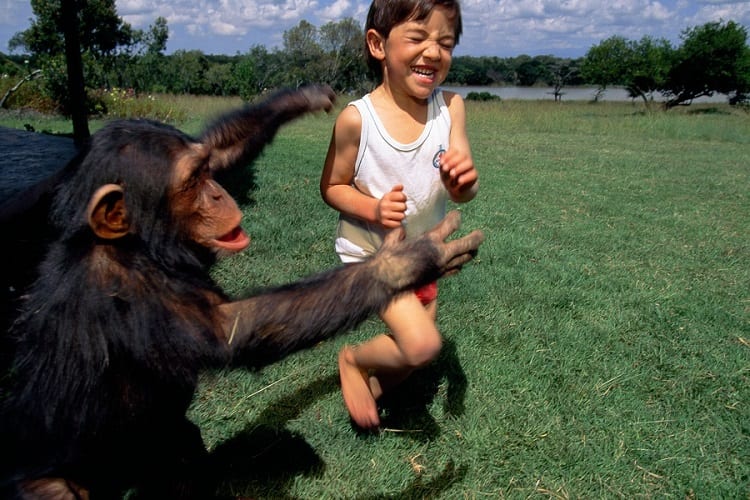 Exotic Pets Laws - Is It Legal To Buy Exotic Pets? 16 hugging chimp