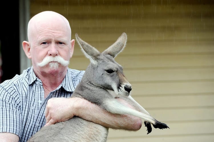 Exotic Pets Laws - Is It Legal To Buy Exotic Pets? 6 kangaroo as pet
