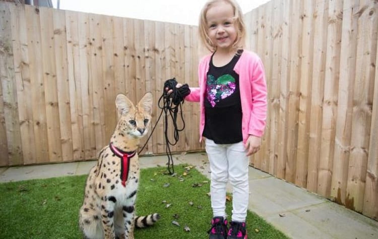 Exotic Pets Laws - Is It Legal To Buy Exotic Pets? 11 Young Girl and Serval