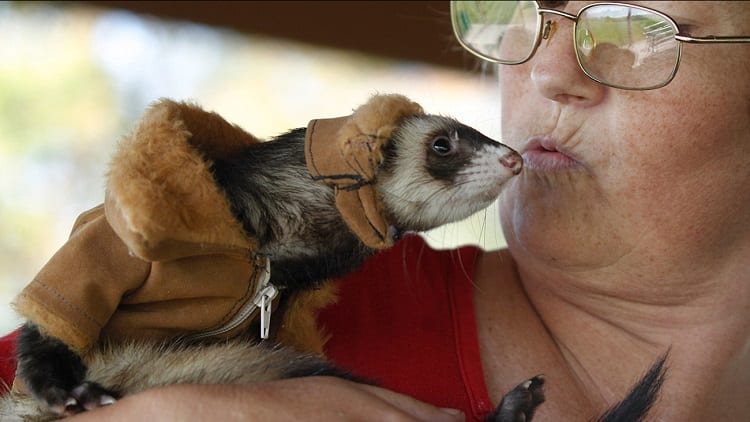 Exotic Pets Laws - Is It Legal To Buy Exotic Pets? 9 Kissing a Ferret